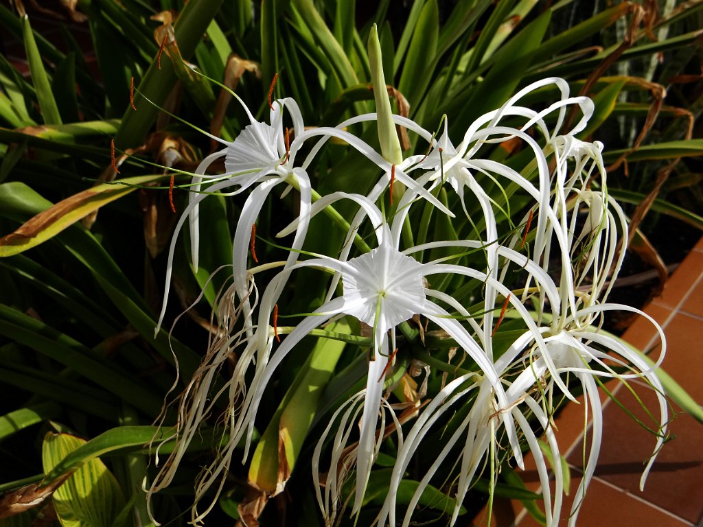 25 Fiori esotici a Castillo Beach.JPG